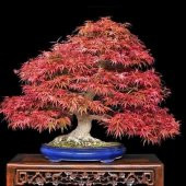 İthal Flamingo Bonzai Ağacı Tohumu Ekim Seti 5 Tohum +Saksı+Topra - 4