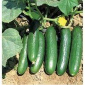 Mis Kokulu Çengelköy Salatalık Tohumu Ekim Seti 20 Tohum + Saksı - 4