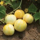 Nadir İthal Limon Salatalık Tohumu 5 Tohum + Süpriz Hediye Tohum - 4
