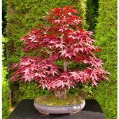 İthal Flamingo Bonzai Ağacı Tohumu 5 Tohum + Süpriz Bonsai Tohumu - 3