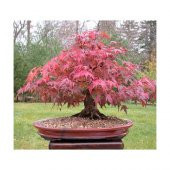 İthal Flamingo Bonzai Ağacı Tohumu 5 Tohum + Süpriz Bonsai Tohumu - 4