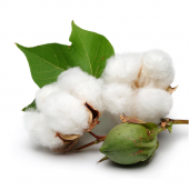 İthal Pamuk Tohumu Ekim Seti 10 Tohum + Saksı +Toprak +Süpriz thumbnail 1