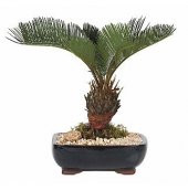 İthal Palmiye Bonzai Ağacı Tohumu 3 Tohum + Hediye Bonsai Tohumu - 1