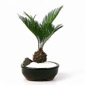 İthal Palmiye Bonzai Ağacı Tohumu 3 Tohum + Hediye Bonsai Tohumu - 2
