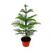 Arokarya Tohumu Ekim Seti 3 Tohum Salon Çamı +Saksı+Toprak - 1