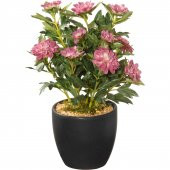 Karışık Beybeğendi Çiçek Ekim Seti 5 Tohum + Saksı + Toprak Set - 1