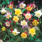 Karışık Küpeli Çiçeği Tohumu Ekim Seti 5 Tohum + Saksı + Toprak thumbnail 1