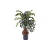 Washingtonia Robusta Palmiye Ağacı Tohumu 3 Tohum + Süpriz Hediye - 1