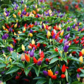 Yediveren Acı Süs Biberi Tohumu Ekim Seti 20 Tohum + Saksı+Toprak thumbnail 1