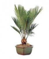 İthal Palmiye Bonzai Ağacı Tohumu 3 Tohum + Hediye Bonsai Tohumu - 3