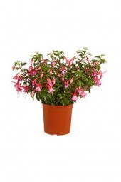 Karışık Küpeli Çiçeği Tohumu Ekim Seti 5 Tohum + Saksı + Toprak thumbnail 2