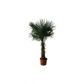 Washingtonia Robusta Palmiye Ağacı Tohumu 3 Tohum + Süpriz Hediye - 2