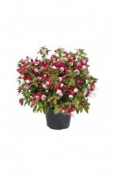 Karışık Küpeli Çiçeği Tohumu Ekim Seti 5 Tohum + Saksı + Toprak thumbnail 3