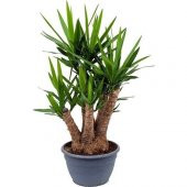 Yucca Tohumu Ekim Seti 3 Tohum Avize Çiçeği + Saksı + Toprak - 1