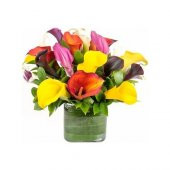 Nadir Calla Lily Tohumu Ekim Seti 10 Tohum +Saksı+Toprak+^Hediye - 1