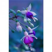 Karışık Küpeli Çiçeği Tohumu Ekim Seti 5 Tohum + Saksı + Toprak thumbnail 4