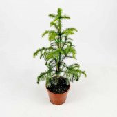 Arokarya Tohumu Ekim Seti 3 Tohum Salon Çamı +Saksı+Toprak - 3