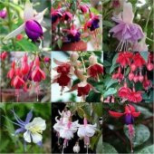 Karışık Küpeli Çiçeği Tohumu Ekim Seti 5 Tohum + Saksı + Toprak thumbnail 5