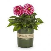 Karışık Dahlia Tohumu Ekim Seti 5 Tohum + Saksı + Toprak - 2