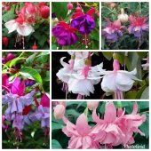 Karışık Küpeli Çiçeği Tohumu Ekim Seti 5 Tohum + Saksı + Toprak thumbnail 6