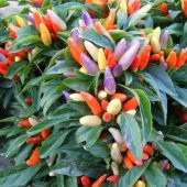 Yediveren Acı Süs Biberi Tohumu Ekim Seti 20 Tohum + Saksı+Toprak thumbnail 4