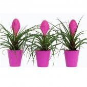 İthal Tillandsia Tohumu Ekim Seti 5 Tohum +Saksı+Toprak - 3
