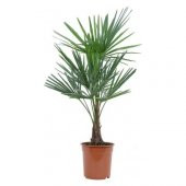 Washingtonia Robusta Palmiye Ağacı Tohumu 3 Tohum + Süpriz Hediye - 3