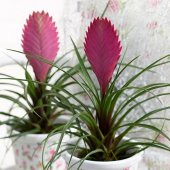 İthal Tillandsia Tohumu Ekim Seti 5 Tohum +Saksı+Toprak - 4