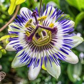 Nadir Passiflora Tohumu 3 Tohum Pasiflora Çarkı Felek + Süpriz - 4