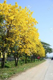 Sarı Tabebuia Ağacı Tohumu 5 Tohum + Süpriz Hediye Tohum thumbnail 4
