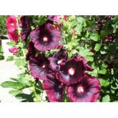 Hatmi Çiçeği Tohumu Gülhatmi Çiçeği Tohumu 10 Tohum +Saksı+Toprak - 4