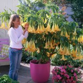 Angel Trumpet Ekim Seti 3 Tohum Meleklerin Borusu + Saksı+ Toprak - 2