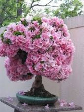 İTHYAL BODUR ERGUVAN BONZAİ AĞACI TOHUMU + TOPRAK + SAKSI SET - 2