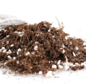 İTHYAL BODUR ERGUVAN BONZAİ AĞACI TOHUMU + TOPRAK + SAKSI SET - 5