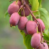 İthal Kırmızı Kivi Tohumu Ekim Seti Tohum + Saksı + Toprak+Hediye - 2