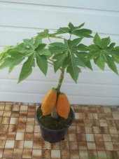 Bodur Papaya Ağacı Tohumu Ekim Seti 3 Tohum +Saksı+Toprak+Hediye - 2