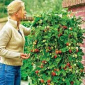 İthal Alman Çilek Ağacı Tohumu Ekim Seti 10 Tohum +Saksı+ Toprak - 3
