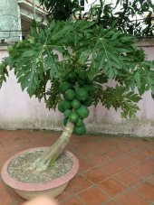 Bodur Papaya Ağacı Tohumu Ekim Seti 3 Tohum +Saksı+Toprak+Hediye - 3