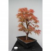 İthal Acer Negundo Bonzai Ağacı Tohumu 5 Tohum + Süpriz Hediye - 3