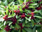 Tropikal Myrica Çin Çileği Tohumu Ekim Seti 2 Tohum +Saksı+Toprak - 3