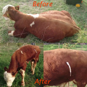 Selvet Veteriner Balonlu Trokar - 4