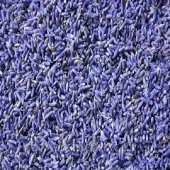 Lavanta çiçeği - 1