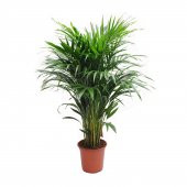 Kentya Çiçeği 40-70 cm - 1