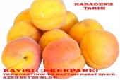 Kayısı Şekerpare Fidanı Tüplü - 1