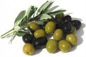 Gemlik Zeytin Fidanı Tüplü - 1