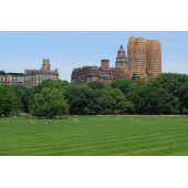 Master Lawn 7 Mix Karışım Çim Tohumu 10 kg - 2