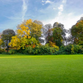 Lawn&Art Xeriscape Mix Çayır Mera Çim Tohumu Karışımı 10 kg - 2