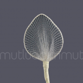 Yaprak Raket 72 Adet - 3