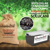 500 Adet Kırmızı Kaliforniya Solucanı 2.5Kg Mama Hediyeli - 1