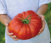 Süper Paket 150 Tohum İthal Dev Hollanda Domates Tohumu +Süpriz thumbnail 1